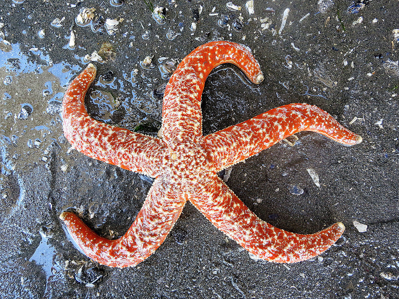 A starlight beach walk is scheduled from 7 to 8:30 p.m. Jan. 21 at Olympic Beach, 200 Admiral Way, Edmonds.