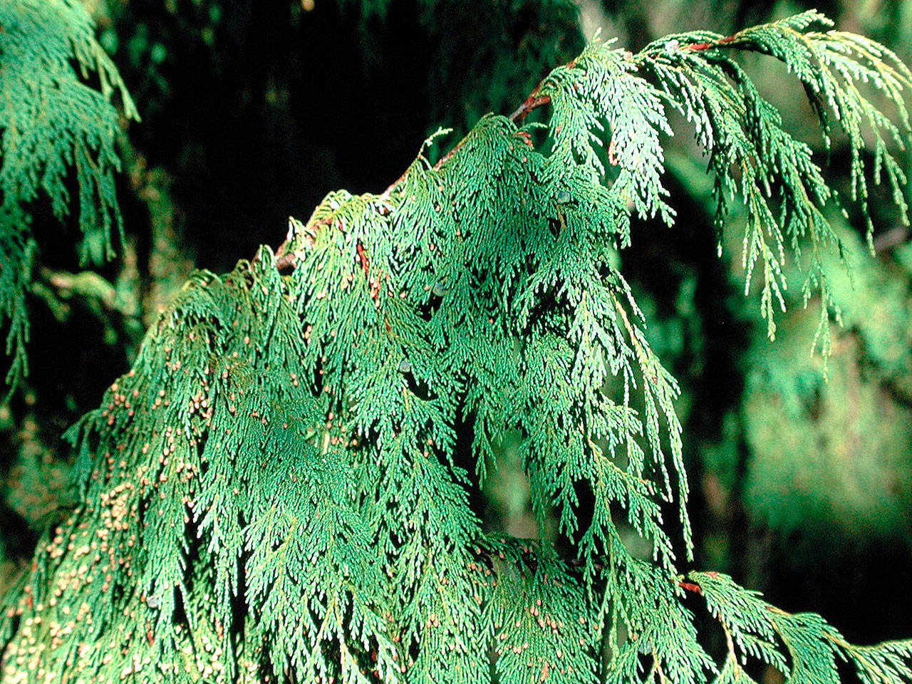 A tree native to Washington, weeping Alaskan yellow cedar is drought tolerant and easy to grow. (Richie Steffen)