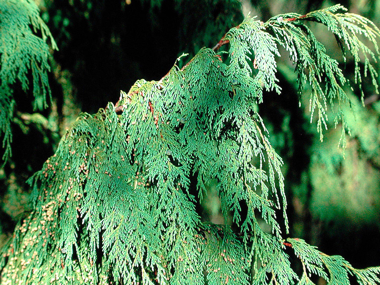 A tree native to Washington, weeping Alaskan yellow cedar is drought tolerant and easy to grow. (Richie Steffen)