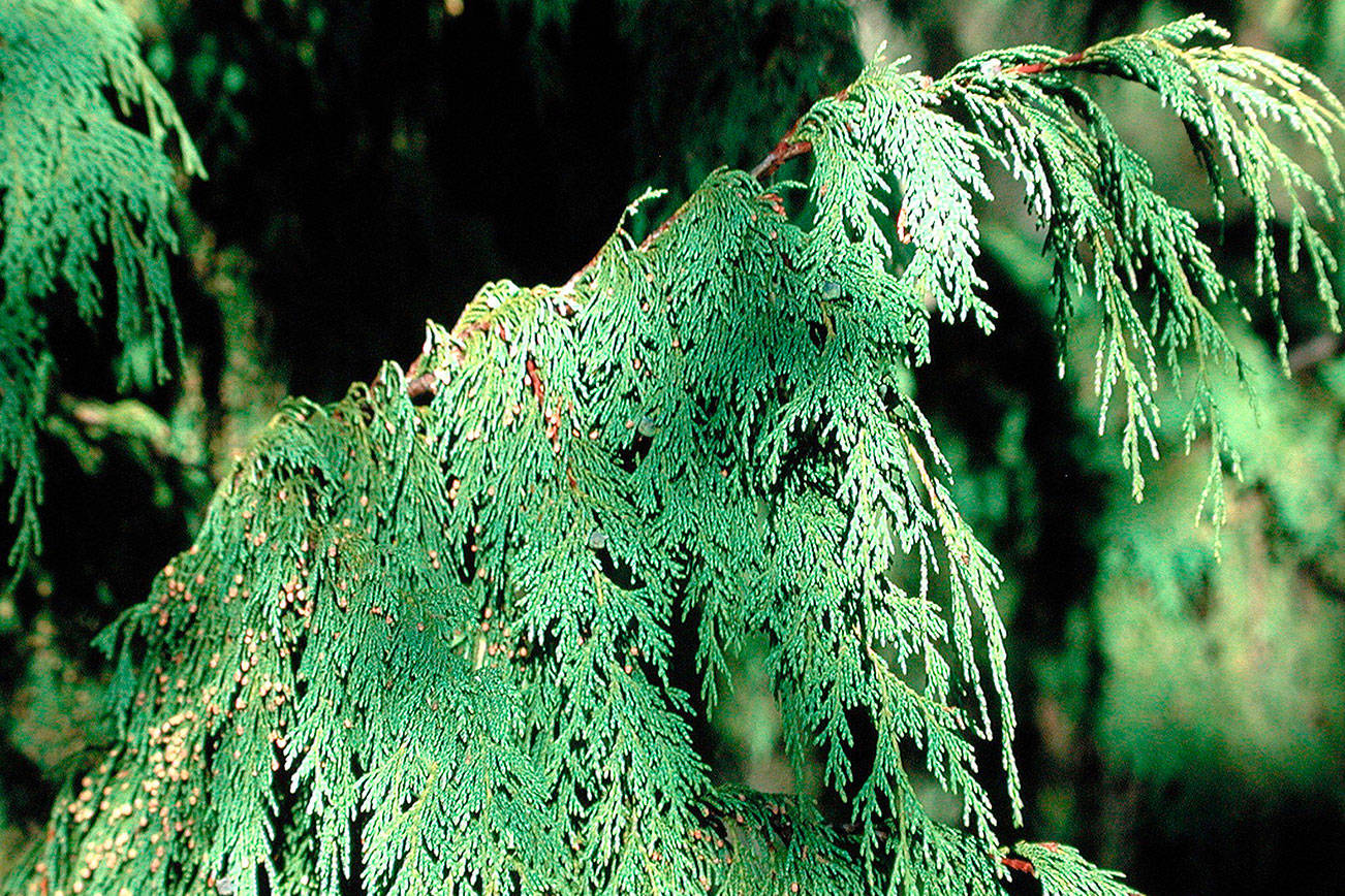 Great Plant Pick: Cupressus nootkatensis ‘Pendula,’ weeping Alaskan yellow cedar
