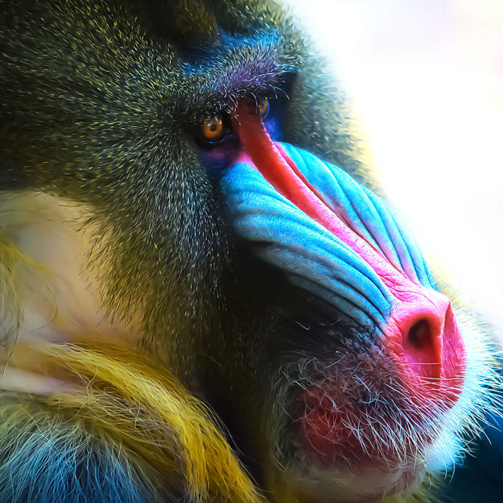 Kiah Helms captured this photo of a baboon, titled “The Noble Protector,” at the Phoenix Zoo in Arizona. It will be part of her exhibit at the Mountlake Terrace Library, running through Jan. 31.
Kiah Helms’ photograph of a baboon, titled “The Noble Protector,” won second place in the digital art category at the Edmonds Art Festival in 2018. 
