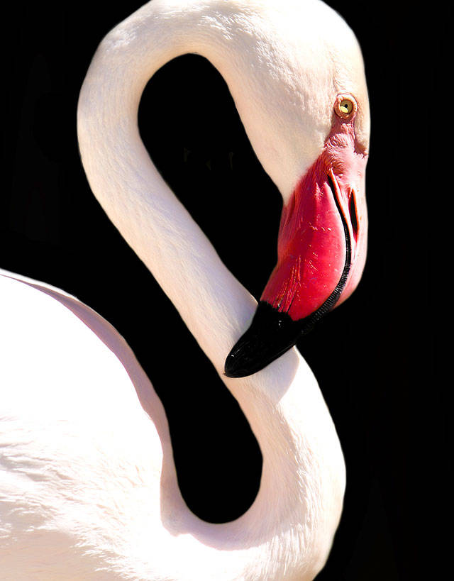 “Paisible,” by Kiah Helms, is a close-up of a flamingo at the Phoenix Zoo in Arizona.