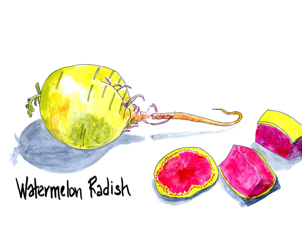Anya Toomre likes to sketch colorful foods such as the Chinese daikon radish featured in her drawing “Watermelon Radish.”
