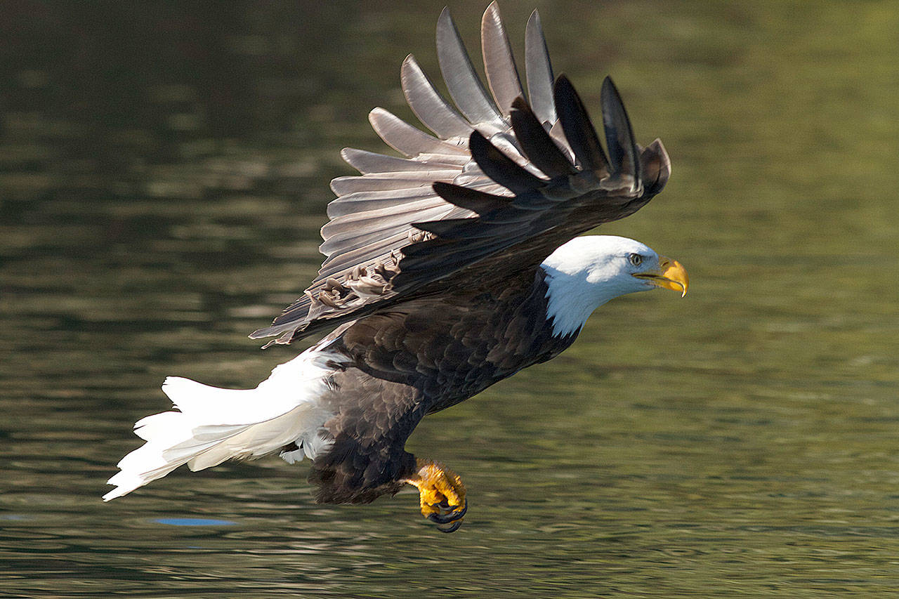 An eagle drops down on the Skagit River to feed. (Mike Benbow)