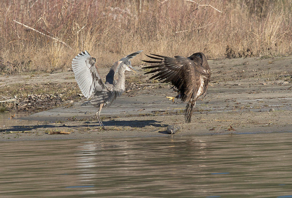 A great blue heron and a bald eagle fight over a salmon carcass. The eagle won, but the heron waited for some scraps. (Mike Benbow)
