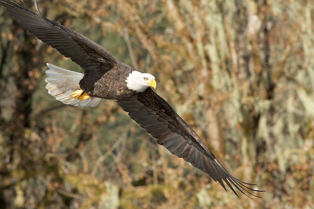 Hundreds of bald eagles gather along the Skagit, Sauk and Nooksack rivers each fall to feed on salmon. (Mike Benbow)
