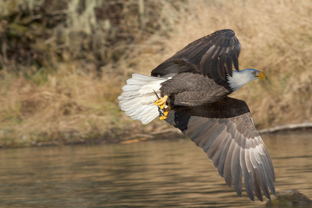Eagles stay along the river November through February to feed on salmon runs. (Mike Benbow)
