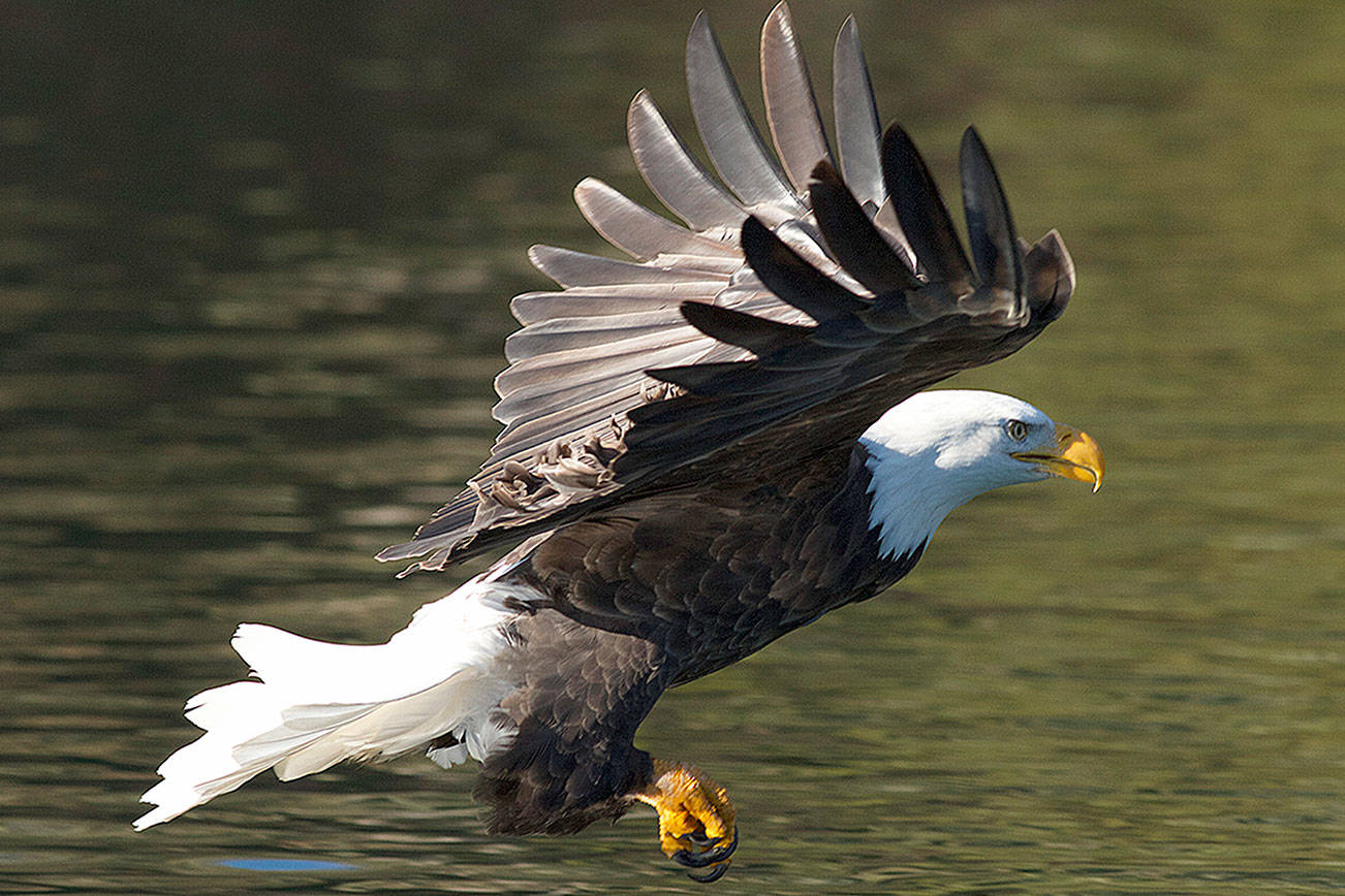Take a magical eagle tour on the Skagit River this winter