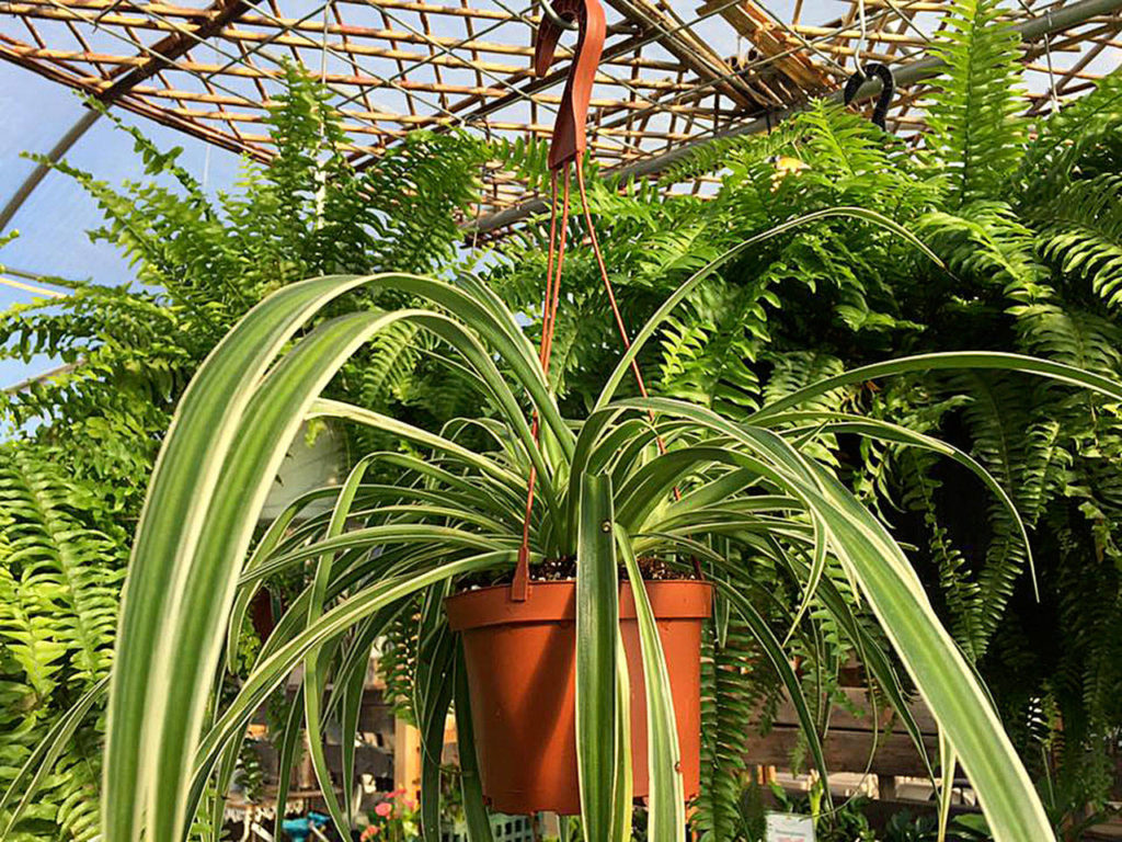 Houseplants may never go out of style — because there are so many benefits to bringing plants indoors. (Nicole Phillips)
