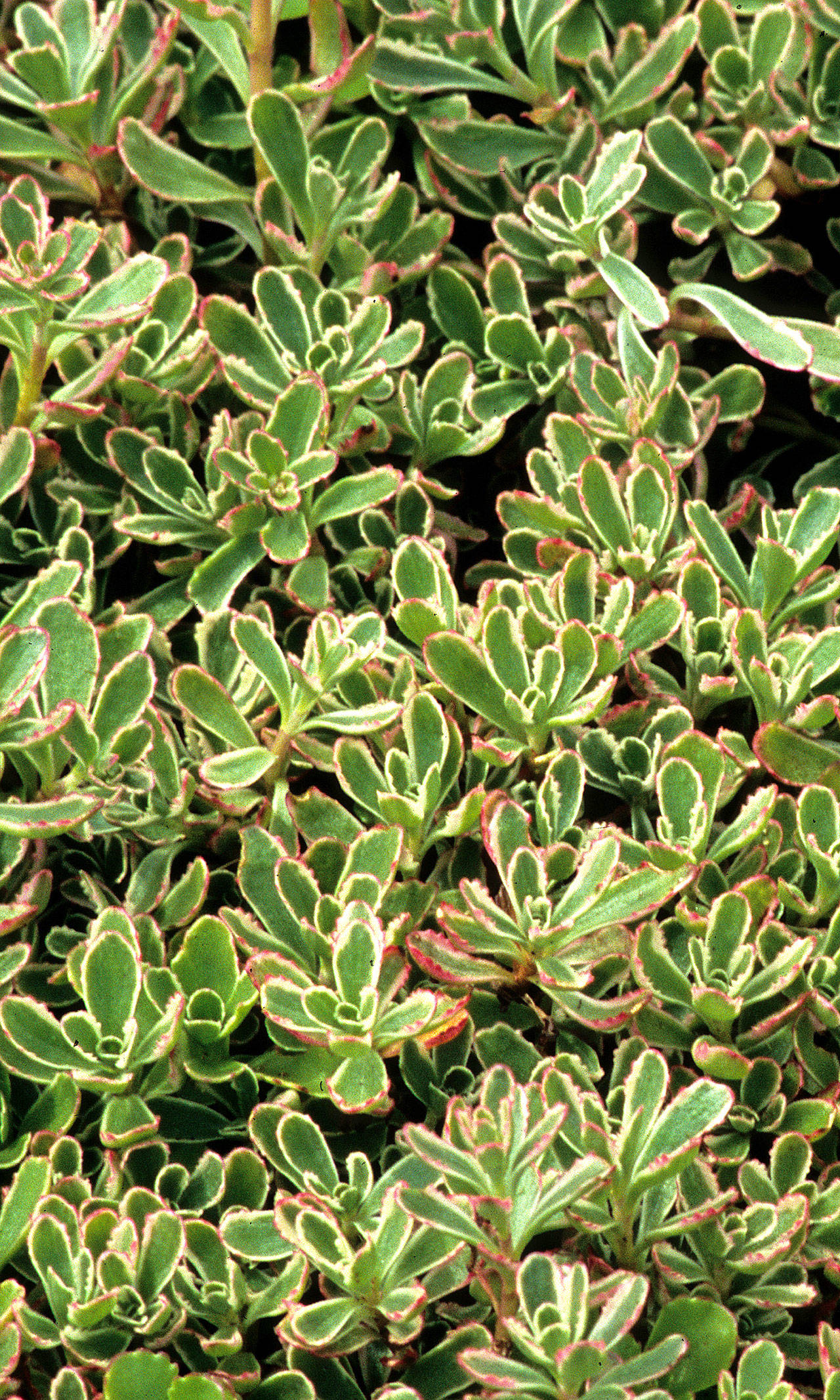 Great Plant Pick: Sedum spurium ‘Tricolor,’ variegated two-row stonecrop