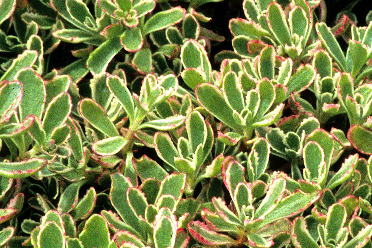Great Plant Pick: Sedum spurium ‘Tricolor,’ variegated two-row stonecrop