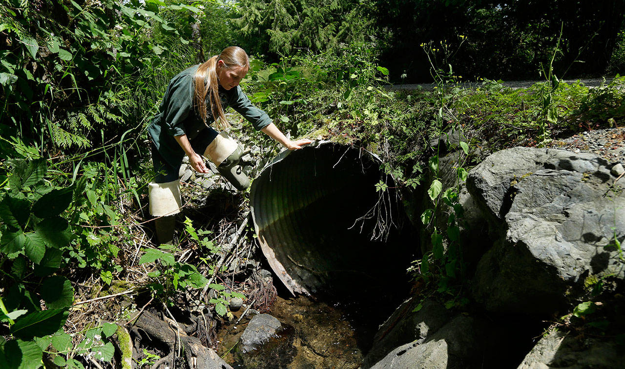 Melissa Erkel, a fish passage biologist with the Washington Department of Fish and Wildlife, inspects a culvert along the north fork of Newaukum Creek near Enumclaw in June 2015. Washington is under a federal court order to fix under-roadway culverts that block migrating fish by 2030, but a budget passed by lawmakers badly shortchanges the work. That puts the state at risk of failing to meet the deadline and jeopardizes salmon recovery even as the Pacific Northwest’s endangered orcas are starving for want of them. (Ted S. Warren / Associated Press File)