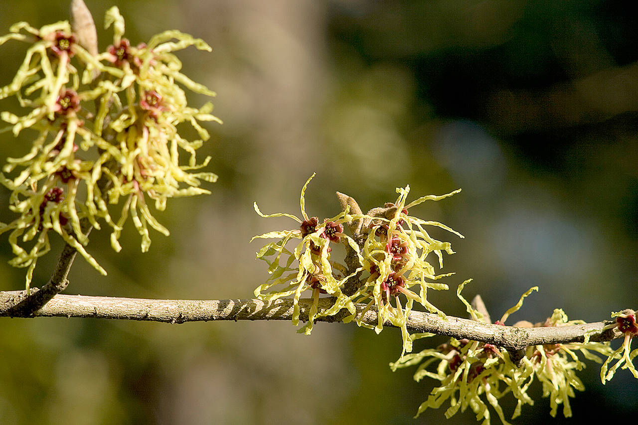 Great Plant Pick: Hamamelis x intermedia ‘Pallida,’ witch hazel