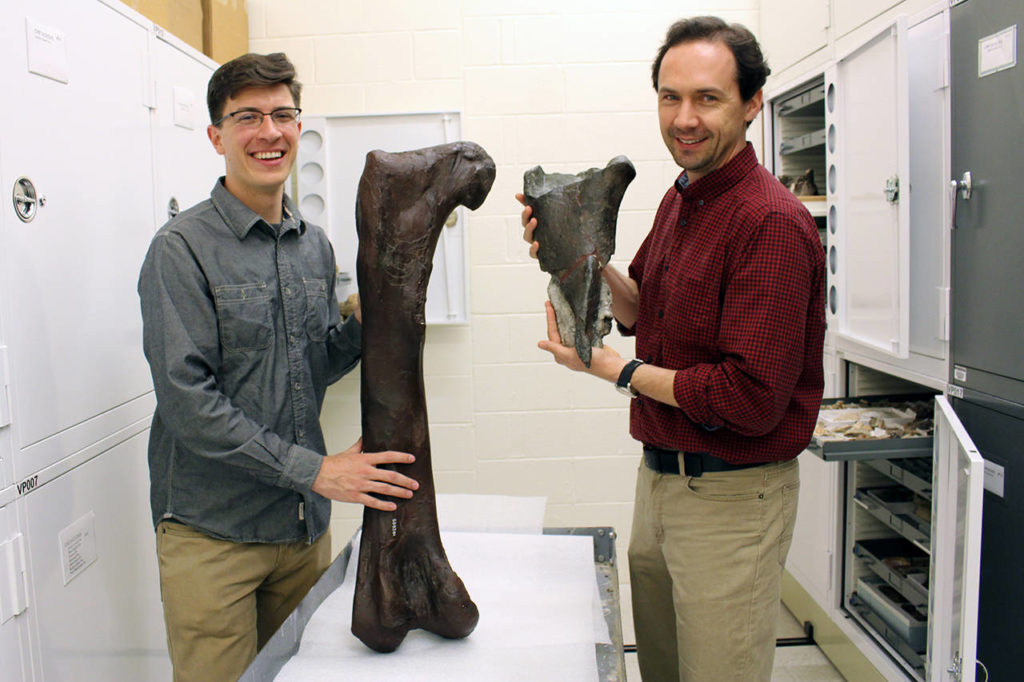 Dr. Christian Sidor, Burke Museum curator of vertebrate paleontology, and Brandon Peecook, University of Washington graduate student, show the size and placement of the fossil fragment compared to the cast of a Daspletosaurus femur. (The Burke Museum)
