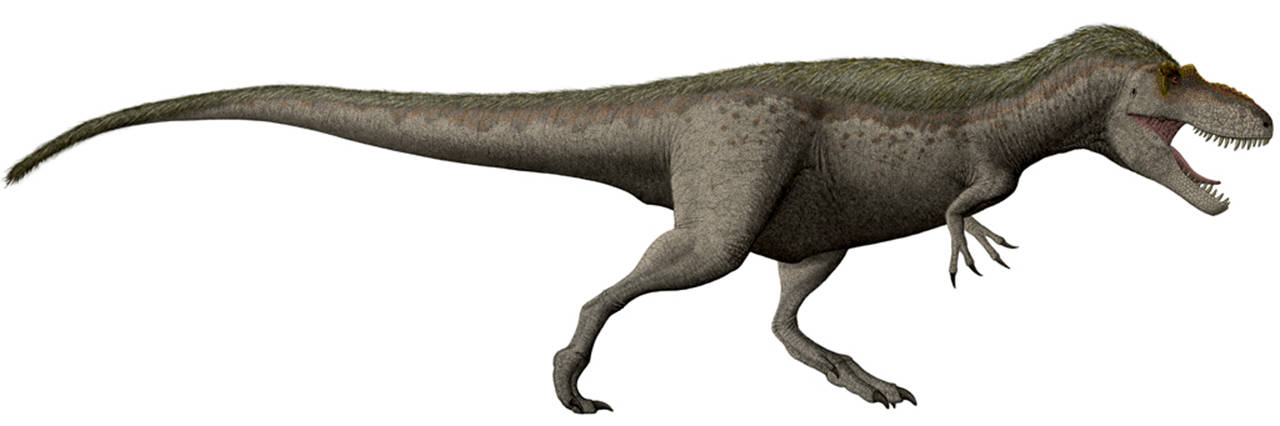 This image shows a restoration of a Daspletosaurus torosus, whose nickname is Suciasaurus rex. (Wikipedia)