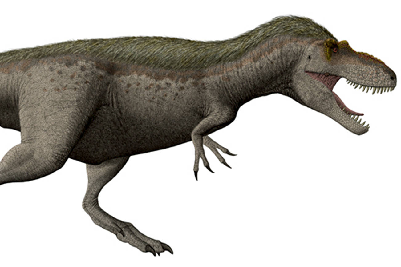 Suciasaurus rex may become Washington’s official dinosaur