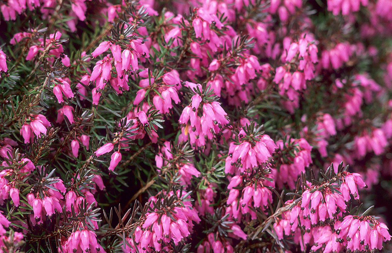 Great Plant Pick: Erica carnea ‘Vivellii,’ winter heath