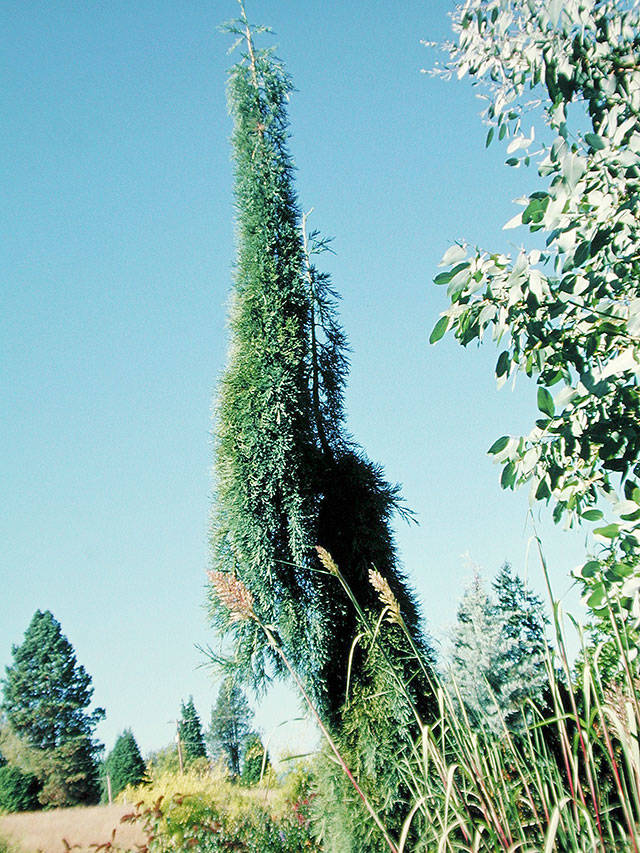 No matter where you plant it, weeping giant sequoia is a tree that won’t go unnoticed. (Richie Steffen)