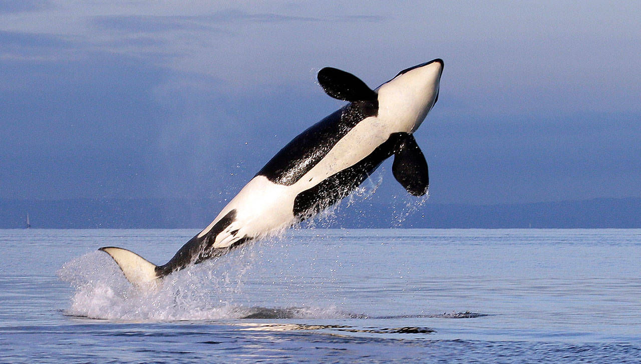 In this 2014 photo, a female resident orca whale breaches while swimming in Puget Sound near Bainbridge Island. (AP Photo/Elaine Thompson, File)