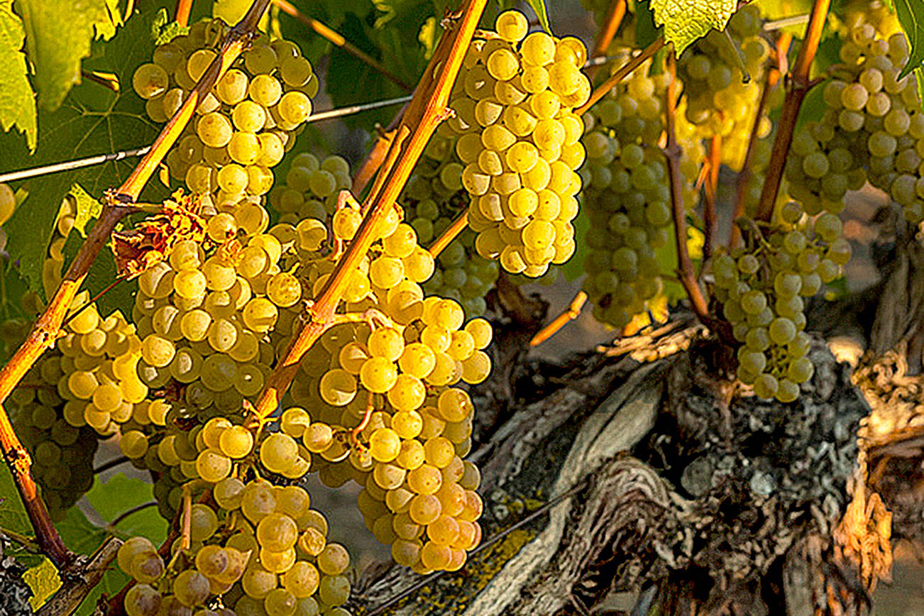 Many regional reasons to say yay to Northwest chardonnay