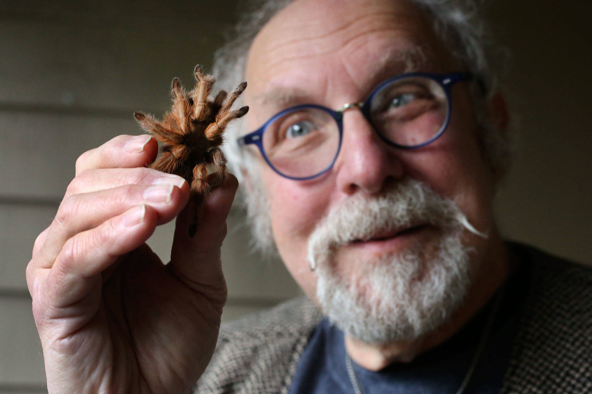 David George Gordon is hosting a bug dinner on Feb. 16 at Darrell’s Tavern in Shoreline that’s $45 a plate. One of the dishes will consist of a western brown tarantula. (Kevin Clark / The Herald)