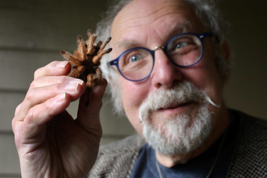 David George Gordon is hosting a bug dinner on Feb. 16 at Darrell’s Tavern in Shoreline that’s $45 a plate. One of the dishes will consist of a western brown tarantula. (Kevin Clark / The Herald)
