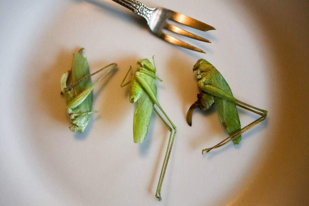 Katydids will be featured on the menu at David George Gordon’s bug dinner at Darrell’s Tavern. (Kevin Clark / The Herald)
