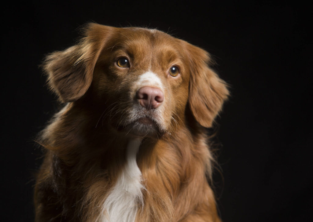 Sherman, a 3-year-old Nova Scotia duck tolling retriever, will compete at the Westminster Kennel Club Dog Show in New York City tonight. (Andy Bronson / The Herald) 
