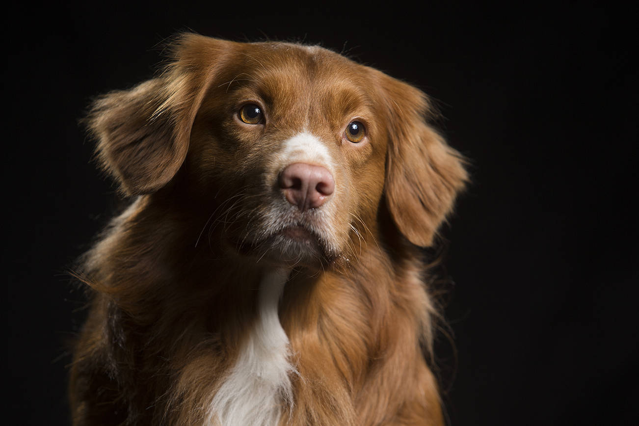 Sherman, a 3-year-old Nova Scotia duck tolling retriever, will compete at the Westminster Kennel Club Dog Show in New York City tonight. (Andy Bronson / The Herald)