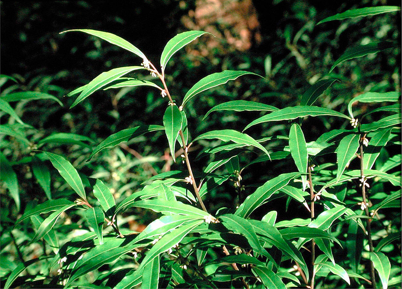 Dwarf sweetbox has white flowers in early spring and blue-black berries in summer. (Great Plant Pick)