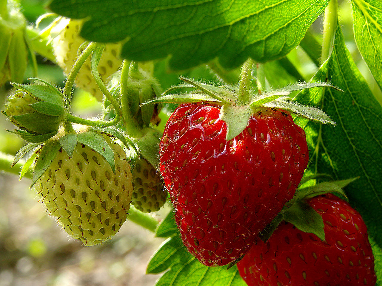 There are two types of strawberry plants: June-bearing and everbearing. The latter type will bear fruit all summer; the former, just one month’s worth. (Monrovia)