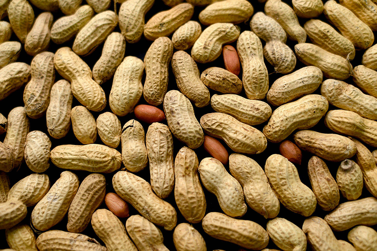 The first treatment to help prevent serious allergic reactions to peanuts is on the way. (Associated Press)