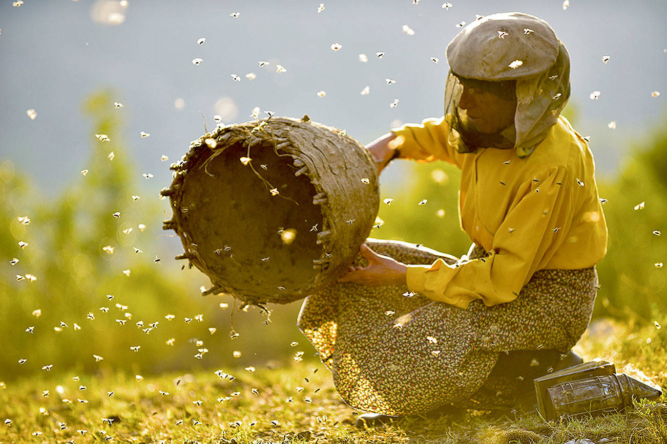 ‘Honeyland’ richly deserves its multiple Oscar nominations