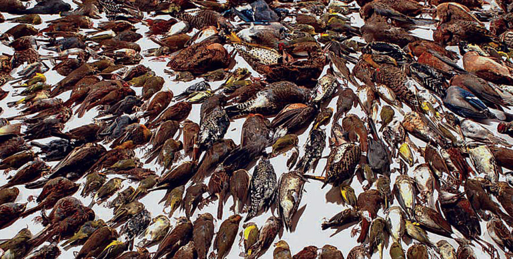All of the birds in this photo, taken in Canada, died from collisions with windows. Birds can’t see glass the way humans can. (Kenneth Herdy)
