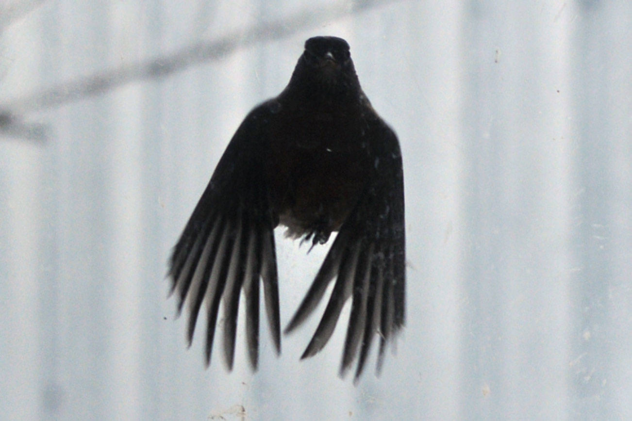 Why windows pose a clear and present danger to birds