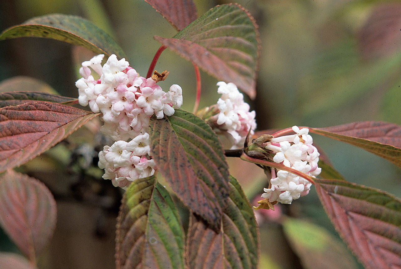 Pink dawn viburnum boasts fragrant flowers in mid-winter or early spring and autumn foliage color. (Richie Steffen/Great Plant Picks)
