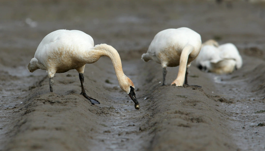 A trumpeter swan nibbles at a potato it dug out of a field along Moore Road south of Mount Vernon. (Andy Bronson / The Herald)
