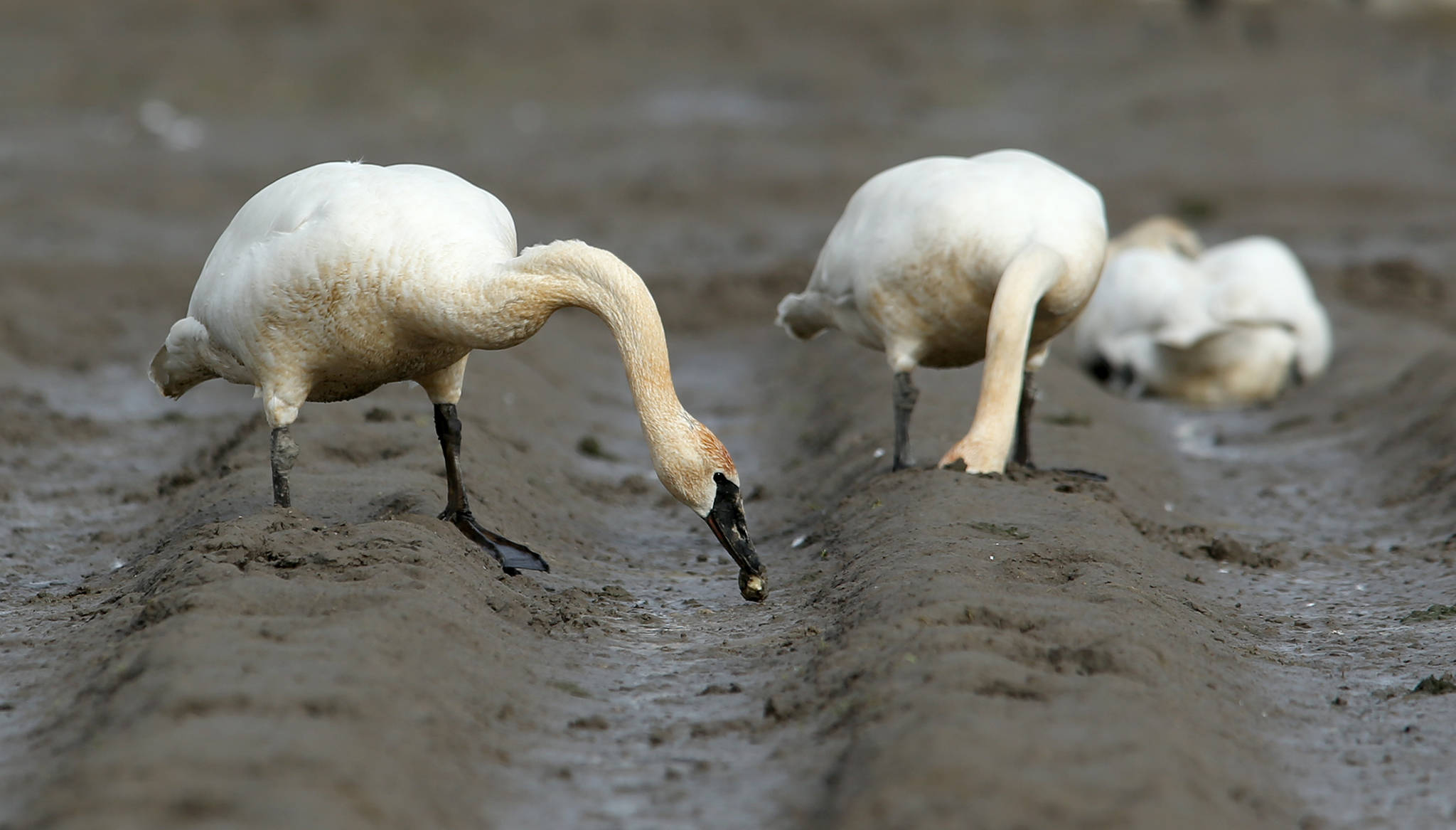 A Trumpeter swan nibbles at a potato it dug out from a field along Moore Road on Wednesday in Mount Vernon. (Andy Bronson / The Herald)