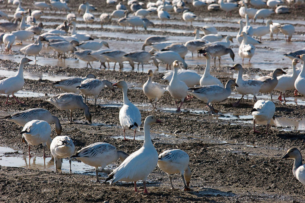 Snow geese dig potatoes out of a field on Fir Island in Skagit County. Early rains last fall prevented farmers from a full harvest, leaving a banquet for geese and swans. (Bud McDole)
