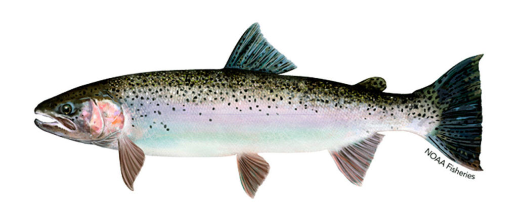 A wild steelhead, which has an intact adipose fin between the tail and dorsal fins. (NOAA) 

