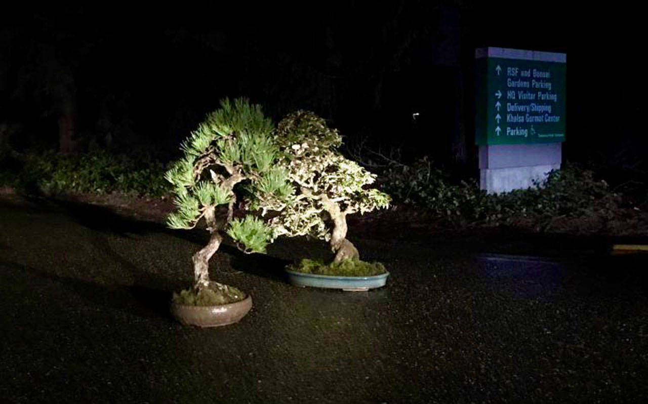The trees, estimated to be worth thousands of dollars, were stolen from the secured, public display Sunday morning. (Pacific Bonsai Museum)