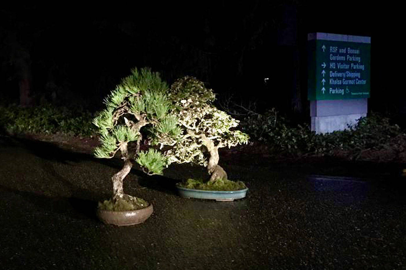 Stolen bonsai trees ‘mysteriously returned’ in Federal Way