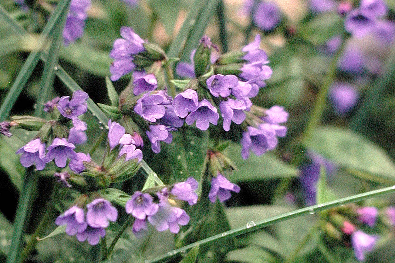 Great Plant Pick: Pulmonaria ‘Benediction,’ aka lungwort