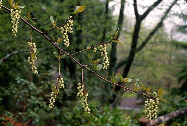 Great Plant Pick: Stachyurus praecox aka stachyurus