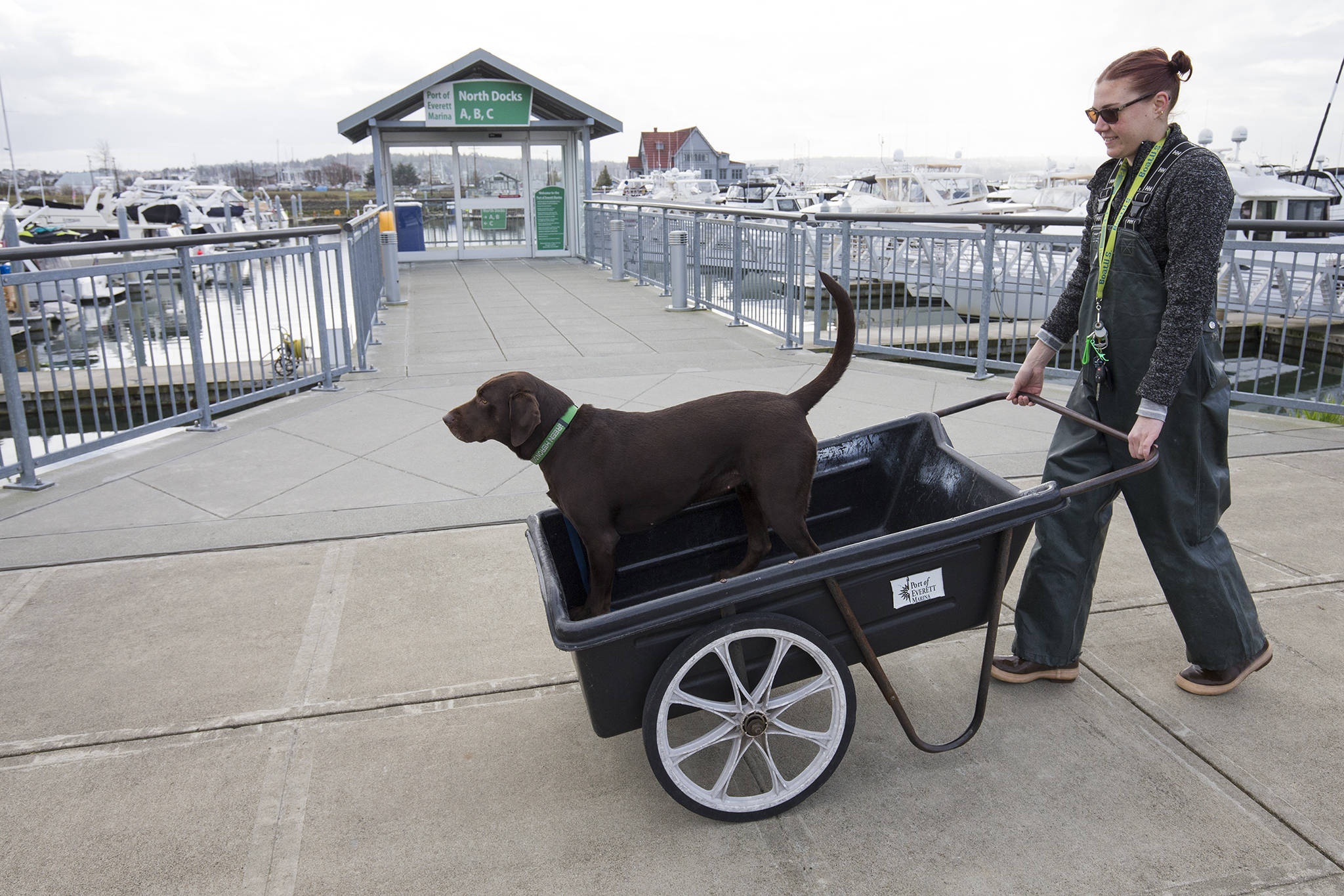 Andy Bronson / The Herald                                 Kelly Jane Heindel takes her chocolate lab, Josie, for a ride in a cart at the Everett Marina. She has been operating her own boat cleaning business, Green Heron Boat Detail, since she was 26.