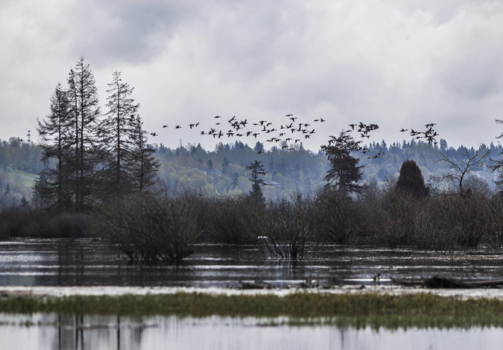 A large flock of ducks fly above the recently restored wetland area of Smith Island along Union Slough on April 11, 2019 in Everett. (Olivia Vanni / Herald file)
