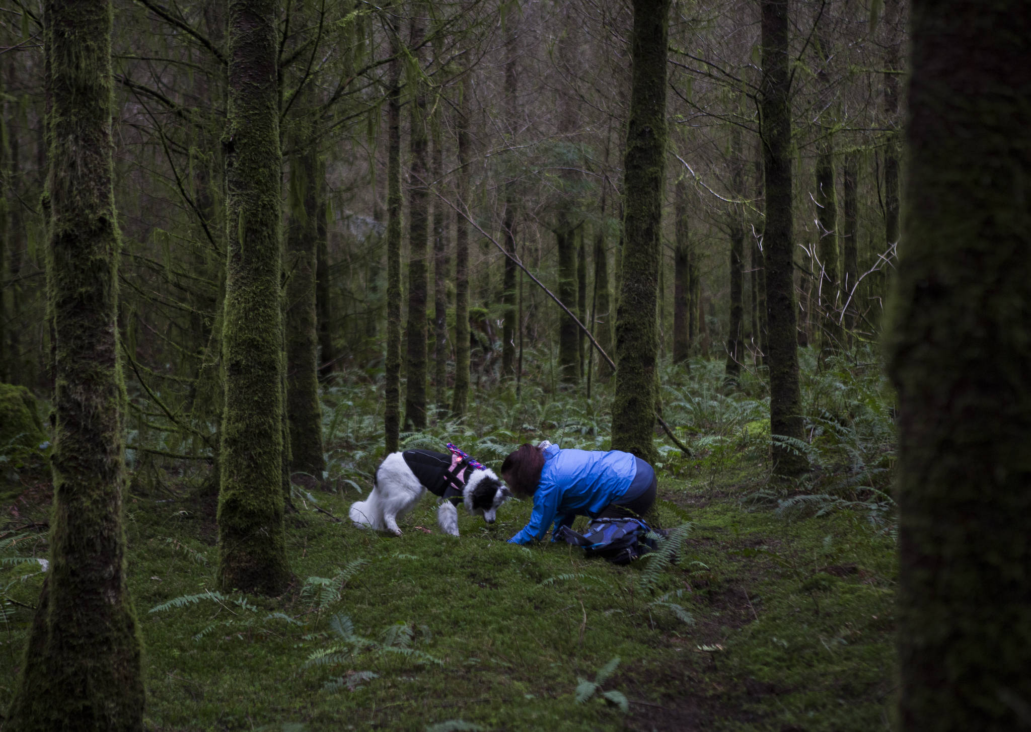 Kristin Rosenbach and her border collie Callie search the forest floor for truffles. Rosenbach trained Callie to hunt truffles 10 years ago. (Olivia Vanni / The Herald)
