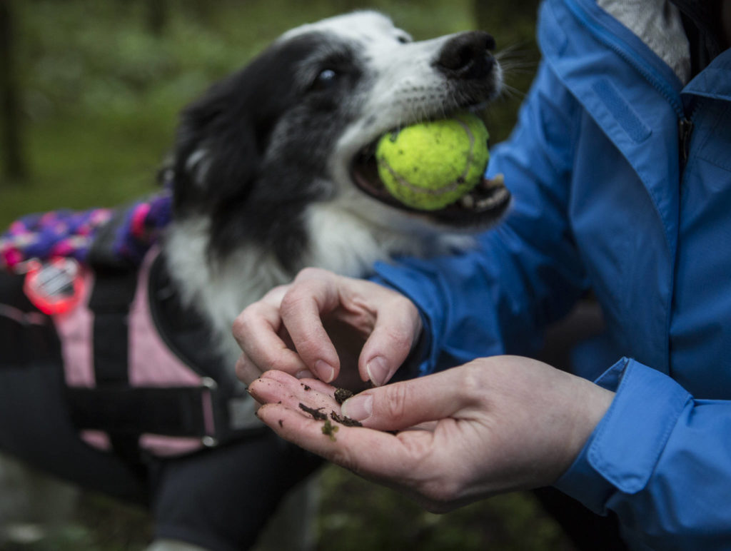 Callie chomps on a squeaker ball as a reward after finding a small truffle. (Olivia Vanni / The Herald)
