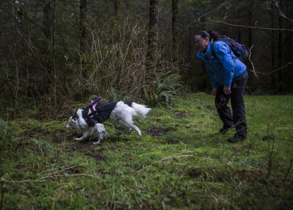 Kristin Rosenbach jogs after Callie as the dog takes off into the woods to begin searching for truffles. (Olivia Vanni / The Herald)
