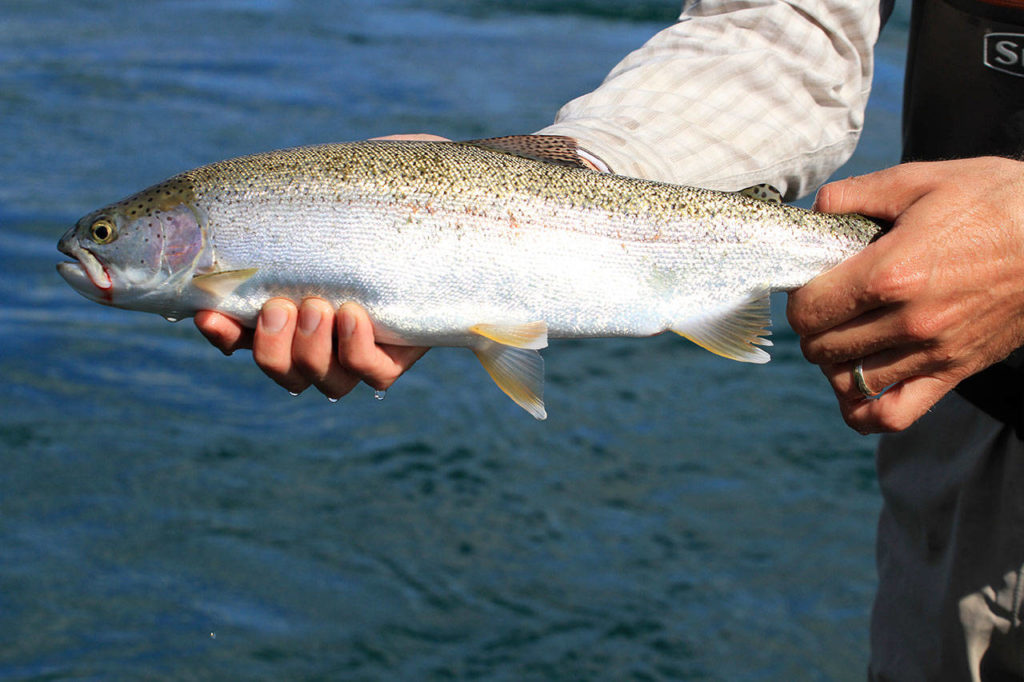 Runs of coho in local rivers are expected to be poor this year. (Photo by Mike Benbow)
